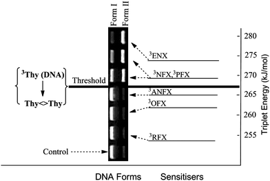 Triplet energy of photosensitisers and electrophoretic analysis of DNA Form I (supercoiled native form) and Form II (single strand break) obtained from mixtures containing pBR322 and FQs (20 μM) after 15 min of irradiation and subsequent T4 Endo V treatment. Adapted from Lhiaubet-Vallet et al.72