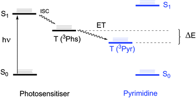 Interconversion between the excited states involved in photosensitised Pyr dimerisation.