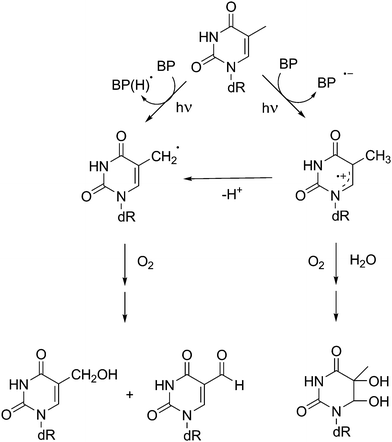 Mechanistic pathways involved in the photosensitised oxidation of thymidine by benzophenone.
