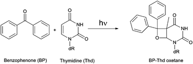 Paterno–Büchi photoreaction between BP and Thd.