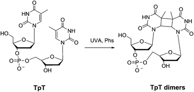 Photosensitised thymidylyl-(3′-5′)-thymidine (TpT) dimerisation.