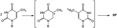 Mechanism postulated for SP formation.