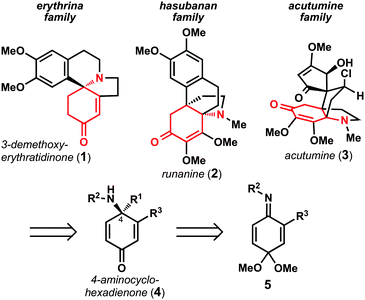 Polycyclic alkaloids envisioned to arise from 4-aminocyclohexadienone 4.