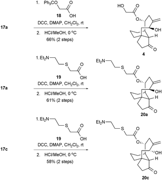 Syntheses of pleuromutilin-like compound 4 and tiamulin-like compounds 20a and 20c. DCC = N,N′-dicyclohexylcarbodiimide; DMAP = 4-dimethylaminopyridine.