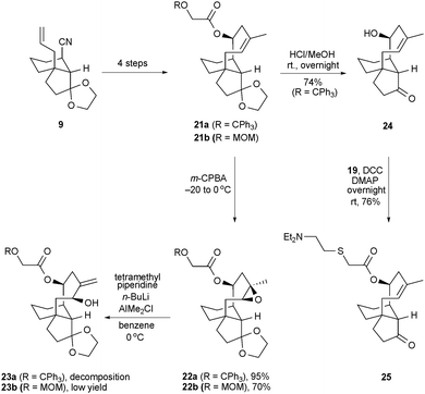 A synthesis of the simplified, tiamulin-like ester 25. m-CPBA = 3-chloroperoxybenzoic acid; MOM = methoxymethyl.