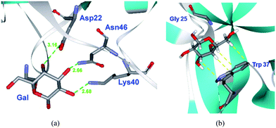 (a) Interaction of galactose (Gal) hydroxyl groups with amino acid (AA) residues of RCA120. In green, H-bond (Gal–OH⋯NH2–AA) distances expressed in Å (OH-2: 2.68, OH-3: 2.66, OH-4: 3.16); (b) In yellow, hydrophobic interactions between the lower face of Gal and Trp37 of RCA120 (PDB code 1RZO).55