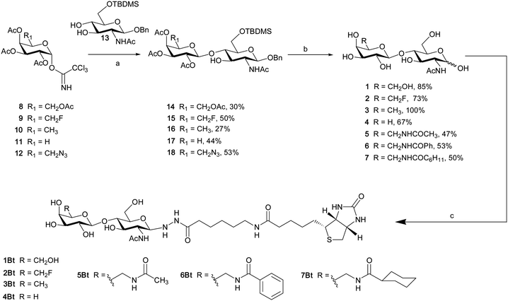 
            Reagents and conditions: a) BF3·OEt2, DCM, −40 °C; b) 1. BF3·OEt2, CH3CN. 2. MeONa, MeOH. 3. H2, Pd(OH)2/C, MeOH for target compounds 1–4; b) 1. PPh3, H2O; 2. Ac2O, Py; 3. BF3·OEt2; 4. MeONa, MeOH; 5. H2, Pd(OH)2/C, MeOH for target compound 5; b) 1. BF3·OEt2; 2. MeONa, MeOH; 3. PPh3, H2O; 4. RCOCl, aq. NaHCO3; 5. H2, Pd(OH)2/C, MeOH for target compounds 6–7; c) 0.5 mol eq 6-biotinamido hexanoic acid hydrazide, MeOH/H2O/AcOH 92 : 6 : 2, 40 °C, 24 h.