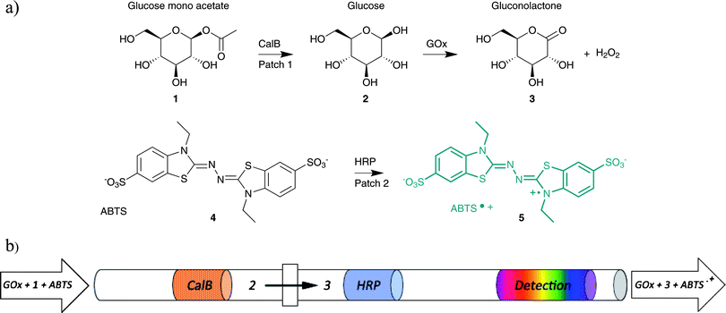 
          (a) Reaction scheme of the 3-enzyme cascade reaction. Glucose mono-acetate (1-O-acetyl-β-d-glucopyranose) 1 is hydrolyzed by CalB to produce glucose 2, which is subsequently oxidized by glucose oxidase (GOx) to gluconolactone 3 producing H2O2 as a side product. HRP uses H2O2 to convert ABTS (4) into ABTS•+ (5). (b) Schematic representation of the microfluidic set-up used for performing a cascade reaction. The patches represent the immobilized enzymes CalB and HRP (GOx is carried along by the mobile phase; see text) and the block represent the zero dead-volume PEEK connectors.
