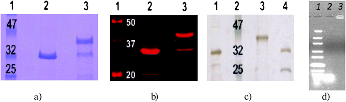 SDS-gels displaying the MW and degree of purity of the obtained DNA-enzyme constructs, a) Coomassie stained SDS-gel of the reaction of azido-homoalanine functional CalB (AHA-CalB) with alkyne-modified ssDNA. Lane 2 AHA-CalB, lane 3 unreacted AHA-CalB (lower band) and CalB conjugated to DNA (DNA-CalB, upper band). b) Near-IR fluorescence scan of Coomassie-stained gel. Lane 2 AHA-CalB; lane 3 crude reaction mixture AHA-CalB and DNA-CalB. c) Silver-stained gel of the separate fractions after FPLC. Lane 1 CalB as reference; lane 3 DNA-CalB; lane 4 unreacted AHA-CalB. d) Agarose gel, stained with ethidium bromide, lane 1 DNA marker, lane 2 amino-terminated DNA (21 bp), lane 3 DNA-CalB after FPLC.