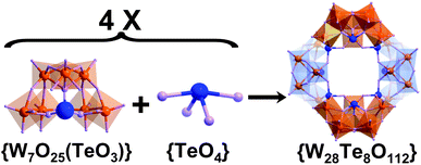 Scheme of the formation of compound 1 where four {W7O25(TeO3)} fragments combine with four {TeO4} linkers forming the square saddle-shaped compound {W28Te8O112}. All cations and solvent water molecules are omitted for clarity. Polyhedra: WO6; purple spheres: oxygen; blue spheres: Te; orange spheres: W.