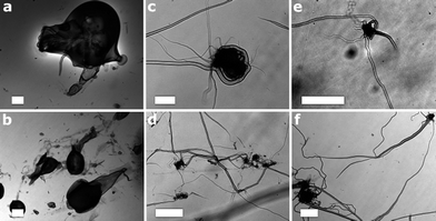 Image of microtubes grown from: (a) and (b) crystals of 1; (c) and (d) crystals of 2 and (e) and (f) crystals of 3 following the addition of 0.15 mL of a 10−2 mol L−1 solution of Methylene Blue. The wandering pattern of growth arises from the relative high solubility single crystals in the Methylene Blue solution. The white scale bar is 100 microns long.