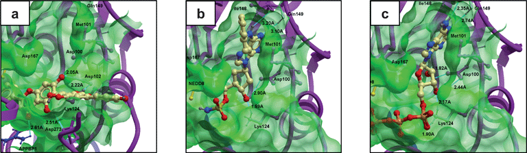 Molecular model of a) virtual screening hit 6,6′′-biapigenin, b) MLN4924 and c) ATP bound to the NAE heterodimer generated by virtual ligand docking. Molecular modeling analysis revealed a putatively different binding mode of 6,6′′-biapigenin compared to MLN4924 or ATP.67