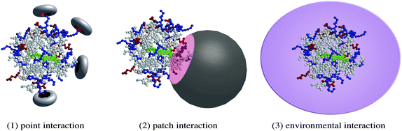 Interaction modes in cytochrome c recognition.