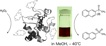 
            Cytochrome c
            activation upon point interaction with lariat ether. Reprinted in part with permission from ref. 26. Copyright 2005, American Chemical Society.