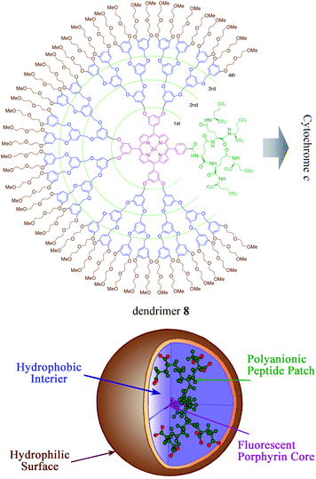 
            Dendrimer receptors for patch interactions with cytochrome c. Copyright Wiley-VCH Verlag GmbH & Co. KGaA. Reproduced from ref. 28 with permission.