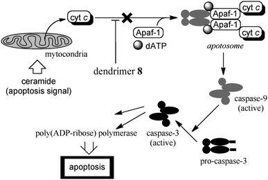 
            Dendrimer inhibition of ceramide-induced mitochondrial apoptosis.