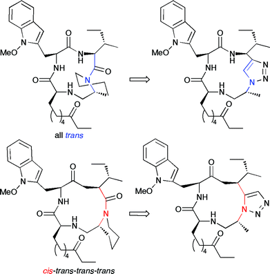 The trans-trans-trans-trans and cis-trans-trans-trans conformers of apicidin, seen on the left, can be mimicked by the triazoles seen on the right. The triazoles “lock” the molecule in the desired conformation, allowing studies of each conformer's binding to histone deacetylase.