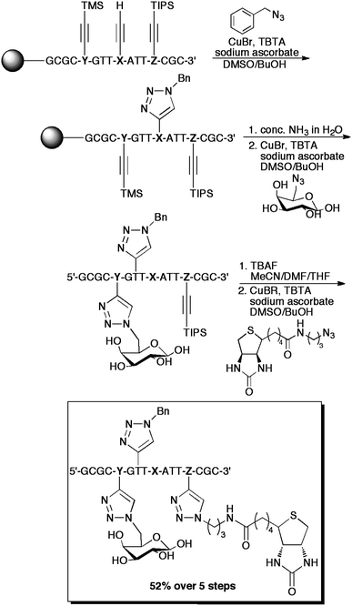 An example of the “click-click-click” procedures employed by Carell et al. for the triple-labelling of DNA. NucleotidesX, Y, and Z correspond to 5-octadiynyluracil, TMS-protected 5-octadiynylcytosine, and TIPS-protected 5-octadiynylcytosine, respectively. Conveniently, the cleavage of the oligonucleotide from the resin and the removal of the TMSgroup occurred concurrently.