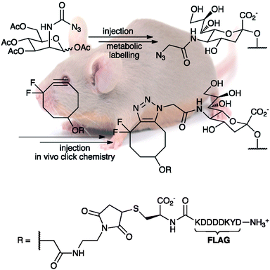 The in vivolabelling of mouse splenocyte glycoproteins with DIFO-FLAG, as performed by Bertozzi and coworkers. Use of the FLAGpeptide sequence allowed detection of the conjugates using flow cytometry, with a fluorescein isothiocyanate-labeled anti-FLAG antibody, and by Western blot procedures, using a horseradish peroxidase-ligated anti-FLAG antibody. DIFO-FLAG was found to be the most effective labelling reagent in cultured cells and the second-best for in vivo experiments.