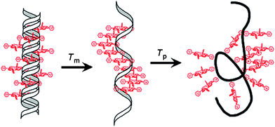 A schematic representation of the two-stage melting profile of multi-functionalized DNA–porphyrin arrays, as reported by Stulz. Image reproduced with permission from ACS Journals and the authors.