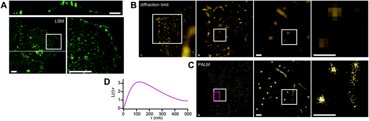 
            Cholesterol-enriched domains on the plasma membrane of HeLa cells. A) 3D confocal image. Bottom panels show z-projections. The right bottom panel is the expansion of the region indicated with the box on the left. The top panel is an xz-section of the cell at the position indicated with the line on the bottom left. B) Diffraction-limited image. Expansion of the region indicated with the box is shown on the right side of the respective panels. C) PALM image of the same regions as B. The spots representing a detected single molecule switching event, and the size of the respective spots corresponds to the precision of the fitting. D) Representative Ripley's K-function analysis. The analysis was applied at the region indicated with the magenta box on the PALM image. This region contains only round-shaped clusters. We analyzed 12 independent images and obtained essentially same results. Scale bars indicate 10 μm (A) or 500 nm (B and C).