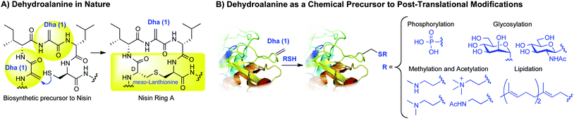 
            Dehydroalanine is a precursor to modified peptides and proteins.