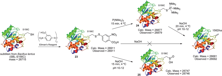 Elimination of cysteine disulfides to Dha in protein model SBL.