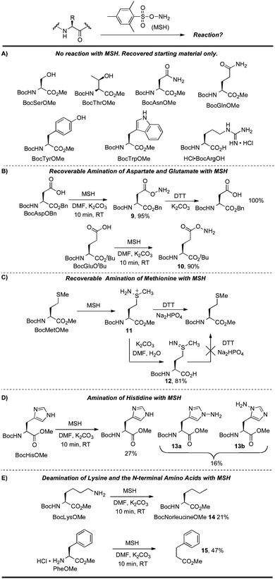 Reactions of MSH with functionalized amino acids.