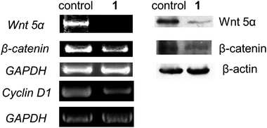 (Left) Expression profiles of Wnt 5α, β-catenin and Cyclin D1 in HeLa cells in response to 1 at 30 μM for 24 h by RT-PCR experiment. (Right) Western blotting experiment showing the protein expression levels of Wnt 5α and β-catenin of HeLa cells treated with 1 at 30 μM for 24 h.