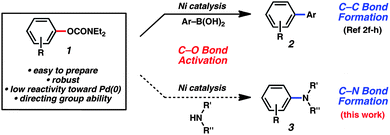Known C–C and proposed C–N bond formation reactions using aryl carbamates as substrates.