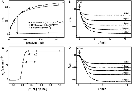 (A) Competitive fluorescence titrations of acetylcholine and its enzymatic products choline and betaine in the presence of LCG (100 nM) and 1 (180 nM) in 10 mM sodium phosphate buffer, pH 8 (λex = 410 nm, λem = 505 nm).90 The expected fluorescence response in the course of the enzymatic reaction is represented by an arrow. (B) Continuous fluorescent enzyme assay for ChO with the 1·LCG reporter pair (0.5 U ml−1 ChO, 5–75 μM choline, 0.7 μM LCG, and 2.0 μM 1 in 10 mM sodium phosphate buffer, pH 8, λex = 410 nm, λem = 505 nm). (C) Dependence of the initial reaction rates on the concentration of AChE (0.05–0.5 U ml−1) in the presence of a constant amount of 0.5 U ml−1 ChO, 40 μM acetylcholine, 700 nM LCG, and 2 μM 1 in 10 mM sodium phosphate buffer, pH 8 (λex = 410 nm, λem = 505 nm). Arrows #1 and #2 indicate the selected concentrations for the acetylcholine concentration dependence (Fig. 6D) and the inhibition experiments (Fig. 7). (D) Enzyme-coupled tandem assay for AChE with the 1·LCG reporter pair (0.1 U ml−1 AChE and 0.5 U ml−1 ChO, 5–40 μM acetylcholine, 180 nM LCG, and 450 nM 1 in 10 mM sodium phosphate buffer, pH 8, λex = 410 nm, λem = 505 nm).