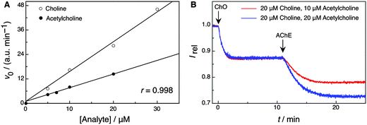 (A) Linear relationship between the initial reaction rates and the concentration of choline (5–30 μM with 0.5 U ml−1 ChO, 700 nM LCG, and 2.0 μM 1) and acetylcholine (5–20 μM with 0.1 U ml−1 AChE, 0.5 U ml−1 ChO, 180 nM LCG, and 450 nM 1); in 10 mM sodium phosphate buffer at pH 8 (λex = 410 nm, λem = 505 nm) (B) Domino tandem assay in the presence of both choline and acetylcholine with successive addition of ChO and AChE (0.1 U ml−1 AChE, 0.5 U ml−1 ChO, 180 nM LCG, and 450 nM 1 in 10 mM sodium phosphate buffer at pH 8, λex = 410 nm, λem = 505 nm); the two traces were normalized to the same initial intensity to allow a comparison of the reaction kinetics.