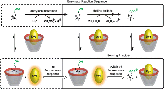 Reactions catalyzed by acetylcholinesterase and choline oxidase and the corresponding (enzyme-coupled) tandem assays.