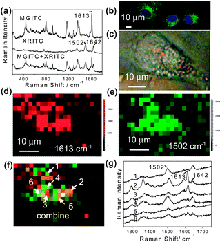 Au@organosilica nanoparticles for multiplex detection. (a) SERS spectra of FITC-MGITC Au@organosilica nanoparticles, XRITC-MGITC Au@organosilica nanoparticles, and their 1 : 1 mixture. (b) Confocal microscopic fluorescence images showing the distribution of FITC-MGITC Au@organosilica nanoparticles and FITC-XRITC Au@organosilica nanoparticles in the cell. (c) Bright field microscopic image of a HeLa cell. SERS images produced by using the baseline corrected intensity of the 1613 cm−1 Raman band of MGITC (d) and the 1502 cm−1 Raman band of XRITC (e) respectively. (f) The merged figure of (d) and (e) to illustrate the distribution of two types of labelled multifunctional nanoparticles in the cell. (g) Typical SERS spectra obtained at different locations of (f).