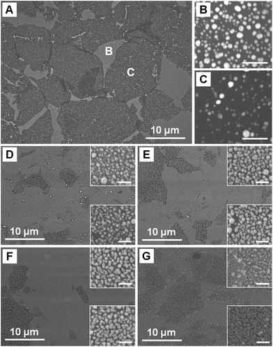 (A) SEM image of Ag NPs formed on rGO films on Si surface at reaction time of 10 s. Magnified SEM images of (B) the exposed Si area and (C) single-layer rGO in (A), scale bars = 200 nm. (D–F) SEM images of Ag NPs formed on rGO films on Si surface at reaction time of 30, 60 and 120 s, respectively. (G) SEM image of Au NPs formed on rGO films on Si surface at reaction time of 30 s. Insets in (D–G) show the magnified images of the NPs formed on exposed Si area (top) and rGO (bottom), scale bars = 200 nm.