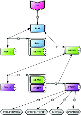 The network topology of the mammalian MAP kinases cascade: Raf/MEK/ERK axis. The signalingvia this cascade is usually initiated by growth factor receptor (GFR) activation, which transmit the signal by activating the MAPKKK Raf-1. Active Raf-1 binds and activates the MAPKK MEK (two isoforms, MEK1/2) by phoshorylation. Following a similar process, active MEK binds and activates the MAPK ERK (two isoforms, ERK1/2). Active ERK regulates various cellular processes such as proliferation, differentiation, survival and apoptosis. The network topology was realized using Cell Designer software according to Systems Biology Graphical Notation.33
