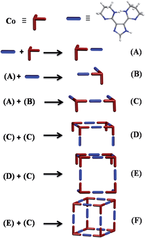 Proposed mechanism for the solution assembly of the MOC.