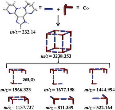 Schematic representation of the MOC and its dominant fragments observed in the MALDI-TOF mass spectra of 1.