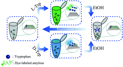 Schematic representation of the regenerable chiral sensor using anthracene-labeled amylose-modified rGO (AA-rGO) hybrids based on the conformation alteration of AA for its release from graphene upon the chiroselective association to the guest molecules.