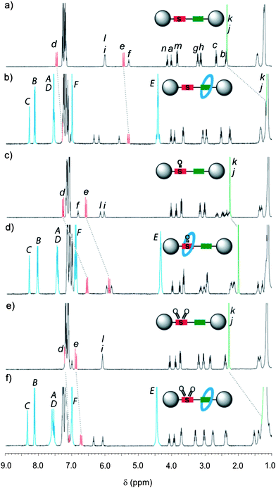 
          1H NMR spectra (400 MHz, CDCl3, 25 °C unless otherwise indicated) of (a) sulfide thread 13, (b) sulfide [2]rotaxane 14, (c) sulfoxide thread 18 (55 °C), (d) sulfoxide [2]rotaxane 16 (55 °C), (e) sulfone thread 19, (f) sulfone [2]rotaxane 17. The assignments correspond to the lettering shown in Scheme 4.