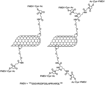 Representation of SWNTs functionalised with the peptide derived from the viral envelope protein VP1 of the FMDV. The nanotubes were first functionalised with maleimide groups and then the FMDV peptide containing a cysteine residue was introduced.