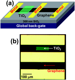 (a) Schematic representation of a SLG transistor decorated by TiO2 thin films and a pristine SLG transistor as control. (b) An optical image of a representative SLG device coated by a 5-nm TiO2 thin film and a control SLG device.