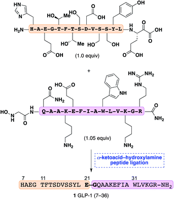 Synthesis of GLP-1 (7–36) by chemoselective α-ketoacid-hydroxylamine ligation of unprotected fragments.