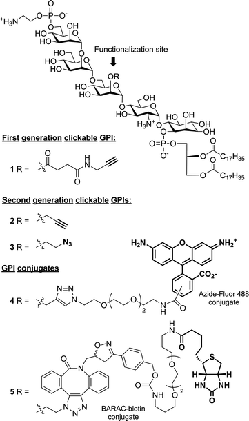 Synthetic targets.