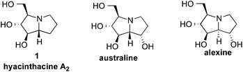 Representative pyrrolizidine alkaloid natural products.