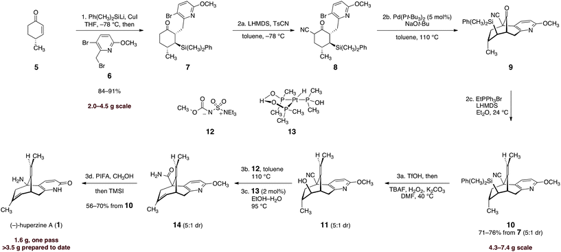Enantioselective synthesis of (−)-huperzine A (1). Reagents and conditions: (1) Ph(CH3)2SiLi, CuI, HMPA, THF, −78 → −23 → −78 °C, then 6, −78 → −23 °C, 84–91%; (2a) LHMDS, p-TsCN, toluene, −78 °C; (2b) Pd(Pt-Bu3)2 (5 mol%), NaOt-Bu, toluene, 110 °C; (2c) EtPPh3Br, LHMDS, Et2O, 24 °C, 71–76% from 7, E : Z = 5 : 1; (3a) TfOH, DCM, 0 → 24 °C, then TBAF, H2O2, K2CO3, DMF, 40 °C, E : Z = 5 : 1; (3b) 12, toluene, 110 °C, E : Z = 5 : 1; (3c) 13 (2 mol%), EtOH–H2O (2 : 1), 95 °C, E : Z = 5 : 1; (3d) PIFA, CH3OH, reflux, then TMSI, CHCl3, reflux, then CH3OH, reflux, 56–70% from 10.