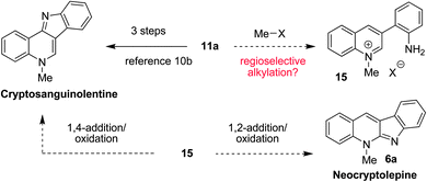 Proposed conversion of 11a to neocryptolepine and cryptosanguinolentine.