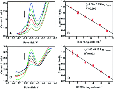 DPV responses (A, C) and calibration curves (B, D) vs. the logarithm of the concentrations of 95-D cells (A, B) and H1299 cells (C, D).