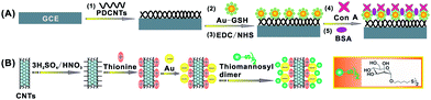 A schematic representation of (A) the preparation procedure of the Con A-based biosensor and (B) the preparation of the {CNT/thionine/Au–S–mannose} biocomposites.