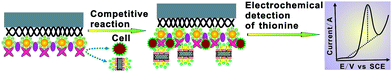 A schematic representation of the mechanism of the electrochemical biosensor for the competitive assay of mannose expression on living cells.